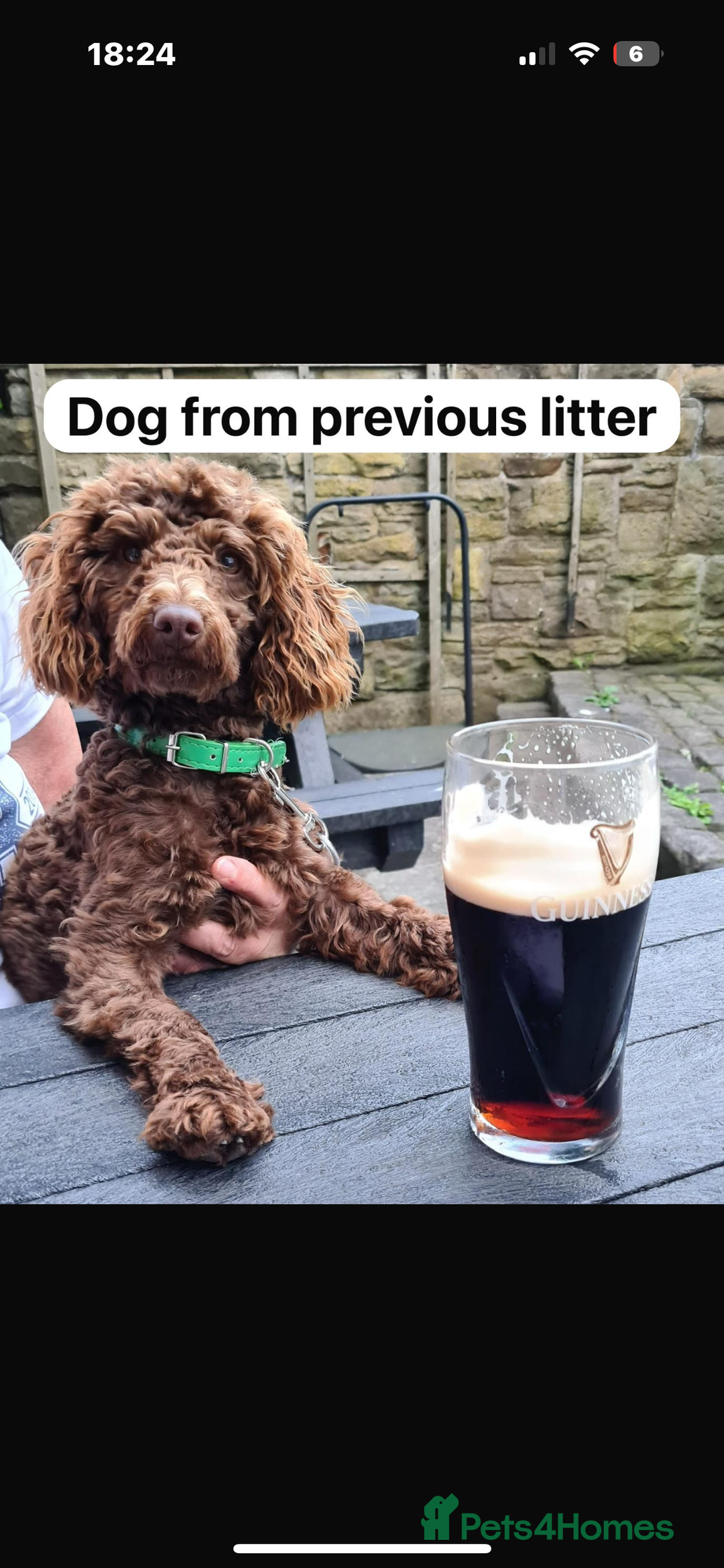 Cockapoo dogs for sale: Very special PRA clear chocolate litter cockapoos  - Advert 12