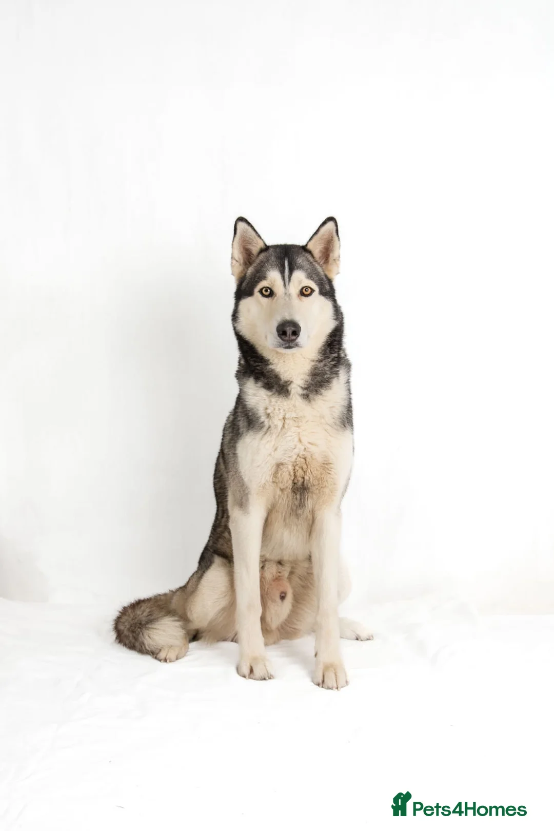 Siberian Husky dogs for stud: For stud only (quality proven stud ) in Wakefield - Advert 22