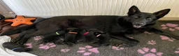 German Shepherd dogs for sale: Gorgeous German shepherd puppies for sale! in Truro - Advert 3