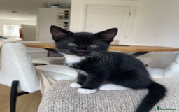 Mixed Breed cats for sale: 3 12-week old kittens available - Image 5