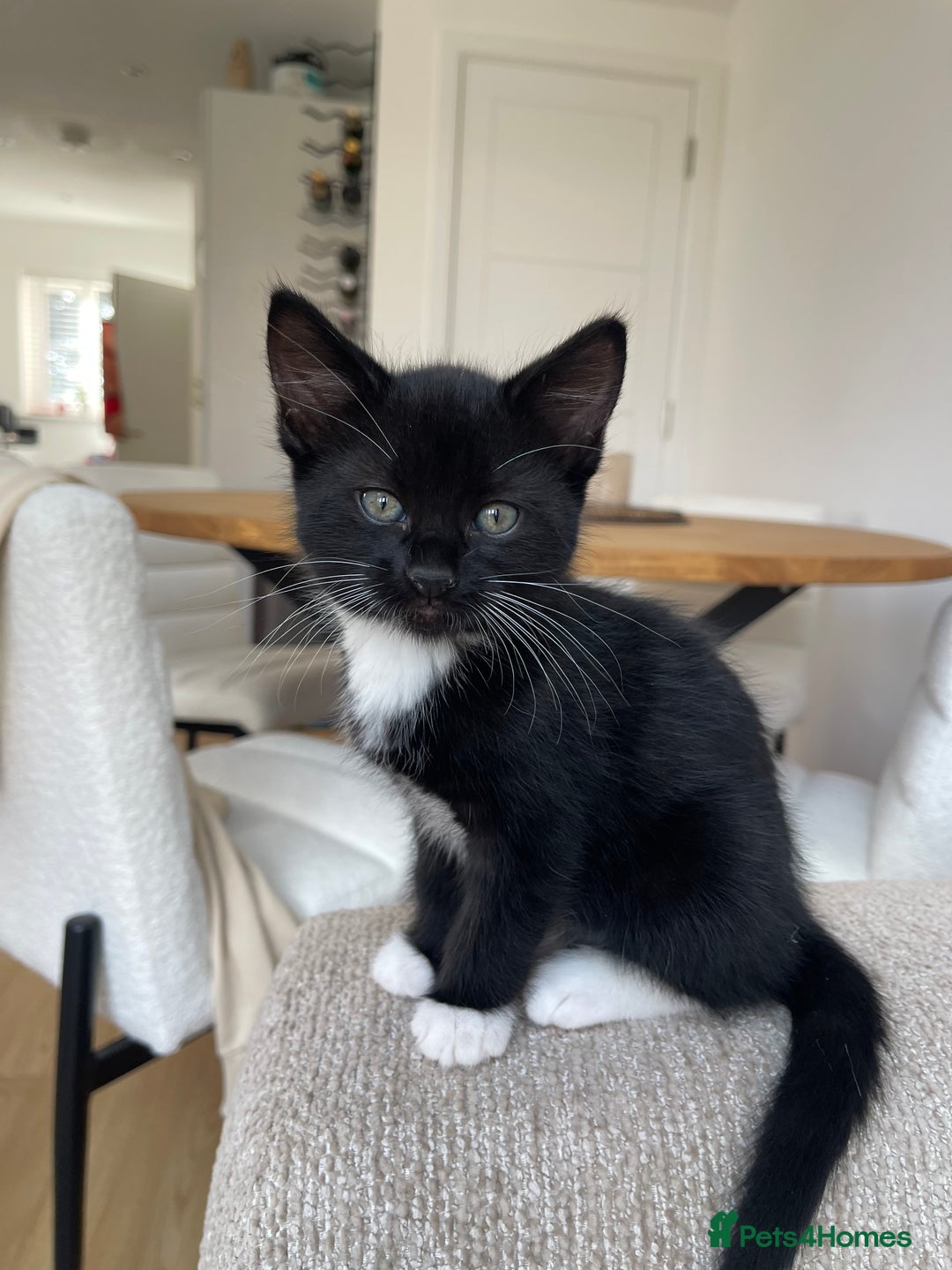 Mixed Breed cats for sale: 3 12-week old kittens available - Image 5
