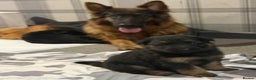German Shepherd dogs for sale: German shepherd puppies  - Advert 10