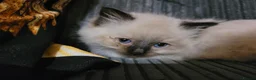 Ragdoll cats for sale: 💗 BEAUTIFUL RAGDOLL KITTENS – 2 GIRLS & 2 BOYS 💗 - Advert 8