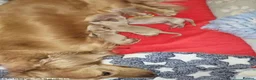 Miniature Dachshund dogs for stud: TRUE ENGLISH CREAM MINIATURE DACHSHUND STUD✨ - Advert 10