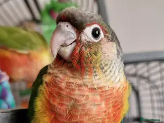 Conures birds Beautiful fully hand reared conure baby's - Advert 7