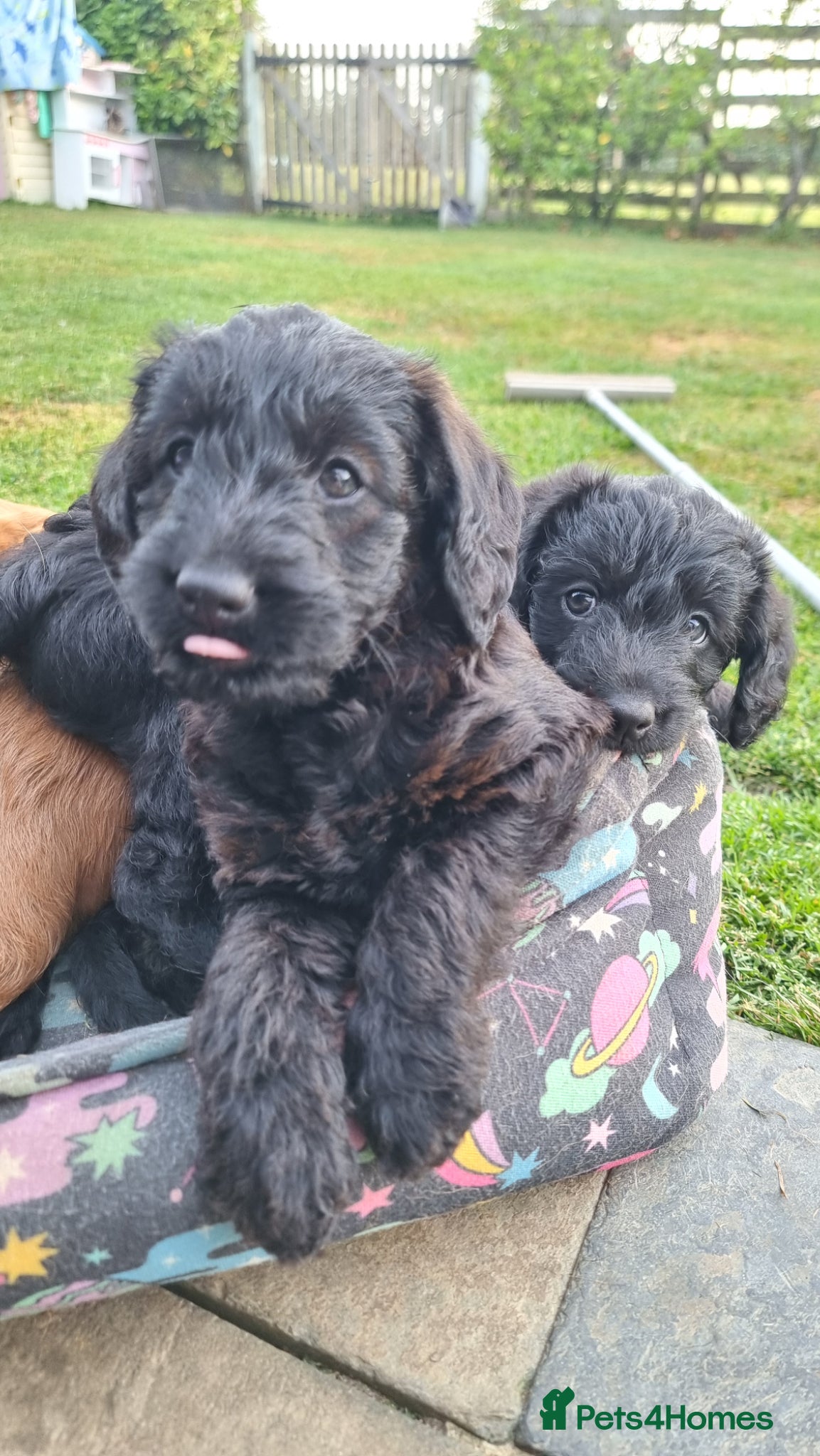 Labradoodle dogs Wonderful labradoodle puppies - Advert 1