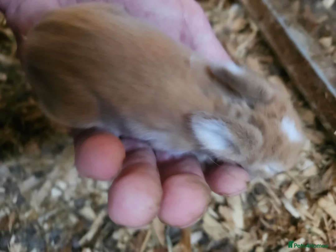 Cashmere Lop rabbits for sale: Rabbits for sale £40 each or 2.for £60 - Advert 6