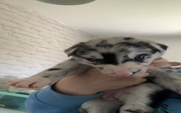 Mixed Breed dogs for sale: Lurcher pups  - Image 9