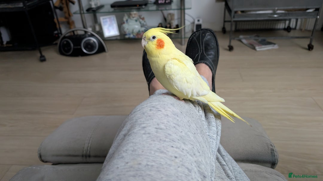 Cockatiels birds for sale: Tame lutino cockatiel London  - Advert 2