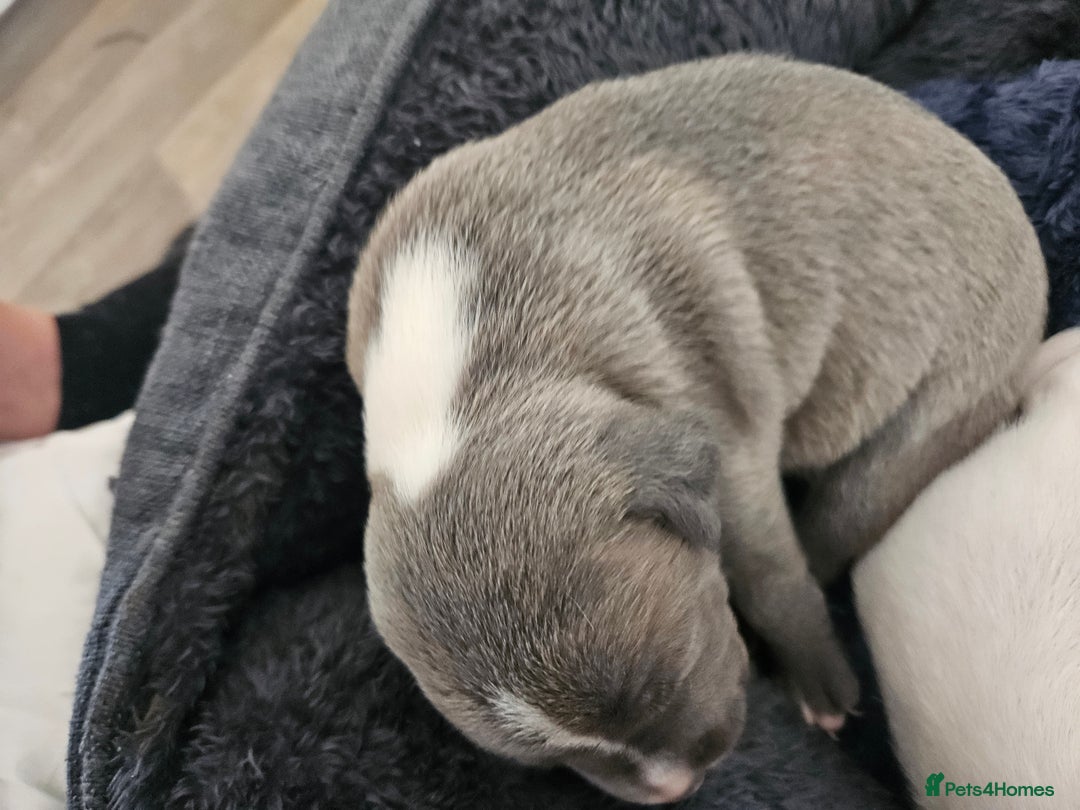 Staffordshire Bull Terrier dogs for sale:  Unique Classic Markings - Image 30