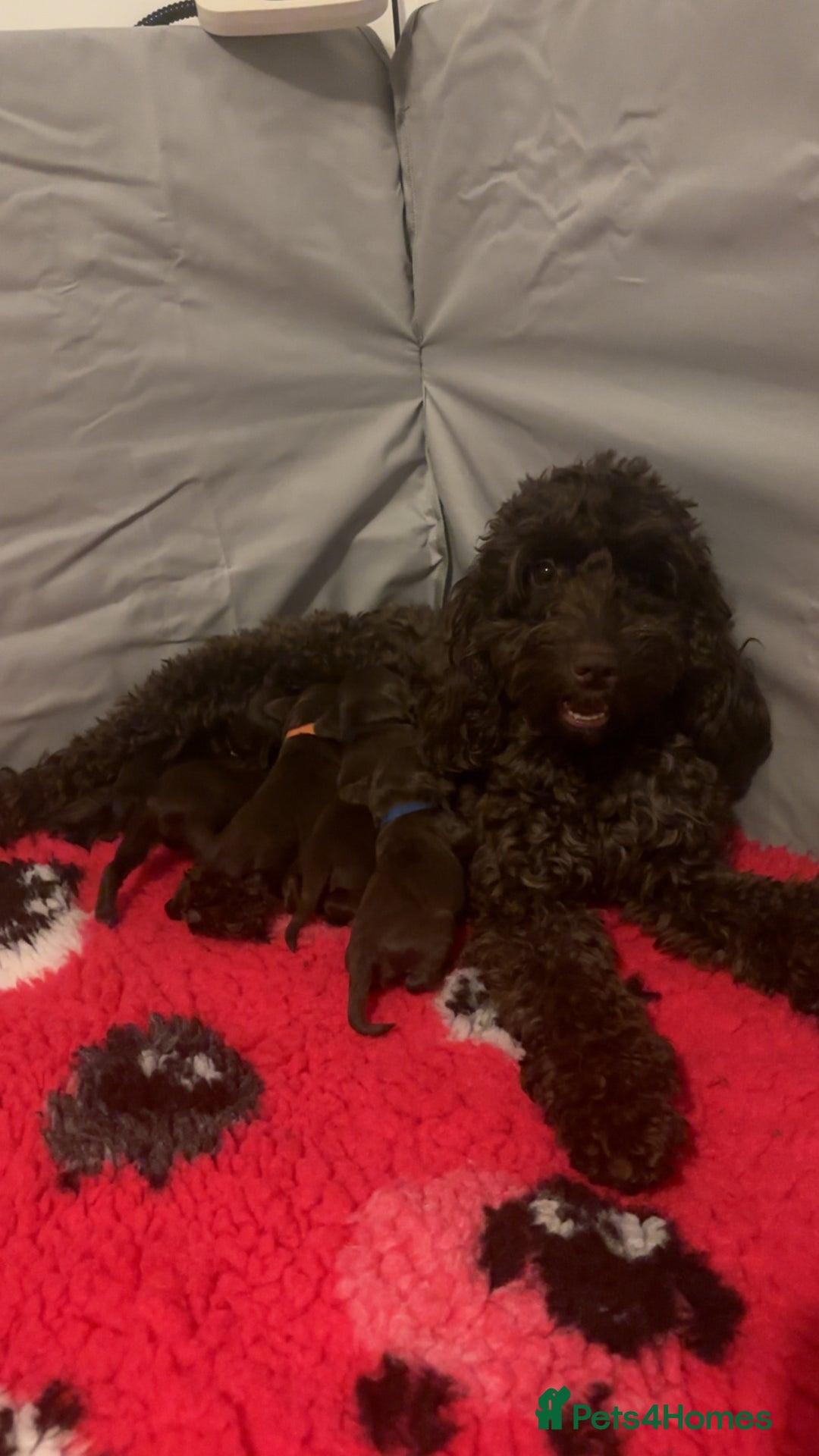 Cockapoo dogs for sale: Cockapoo f2b chocolate boys  - Advert 1