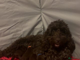 Cockapoo dogs Cockapoo f2b chocolate boys - Advert 3