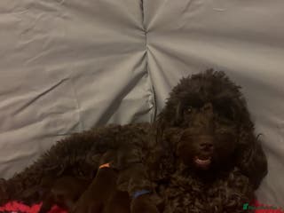 Cockapoo dogs Cockapoo f2b chocolate boys - Advert 17