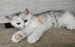 Scottish Fold cats for sale: Scottish Kittens 💜 - Image 25