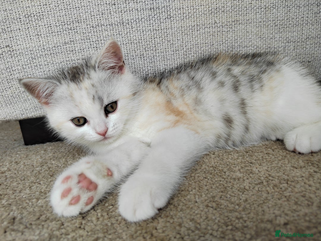 Scottish Fold cats for sale: Scottish Kittens 💜 - Image 25