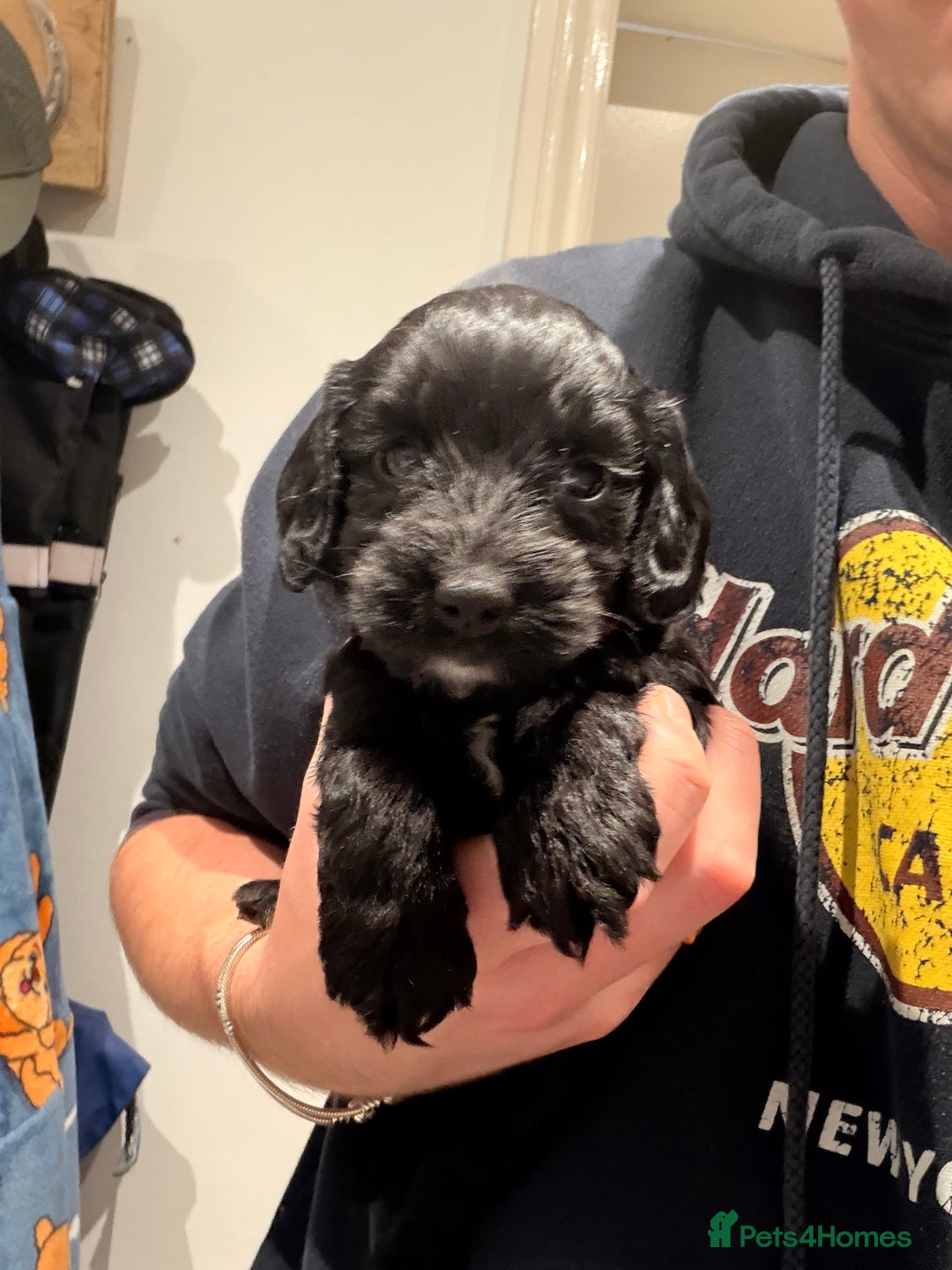 Cockapoo dogs for sale: Miniature Cockapoos  - Image 3
