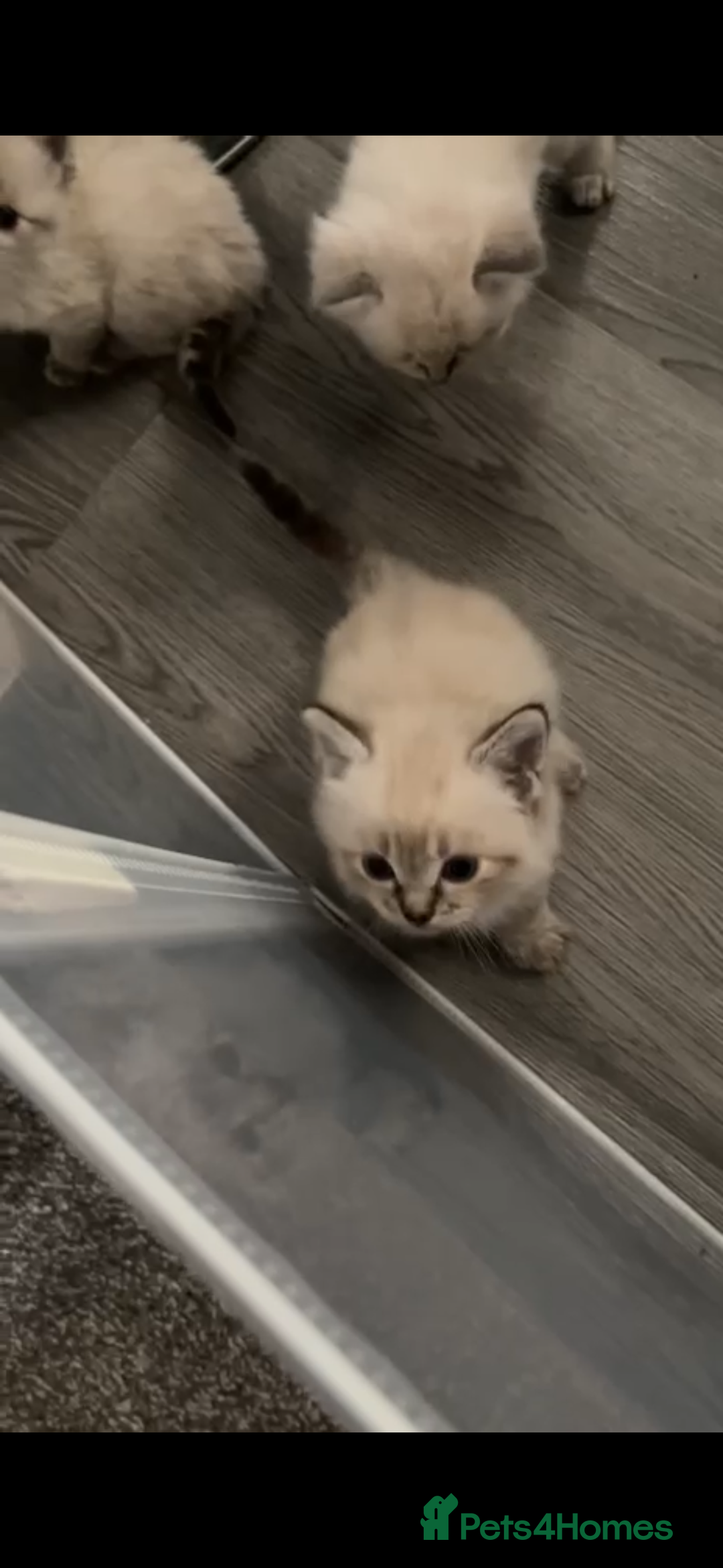 Ragdoll cats for sale: 2 male ragdoll kittens in Colchester - Image 10