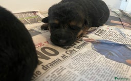 German Shepherd dogs for sale: Litter of puppies with a World Class Pedigree  - Advert 6