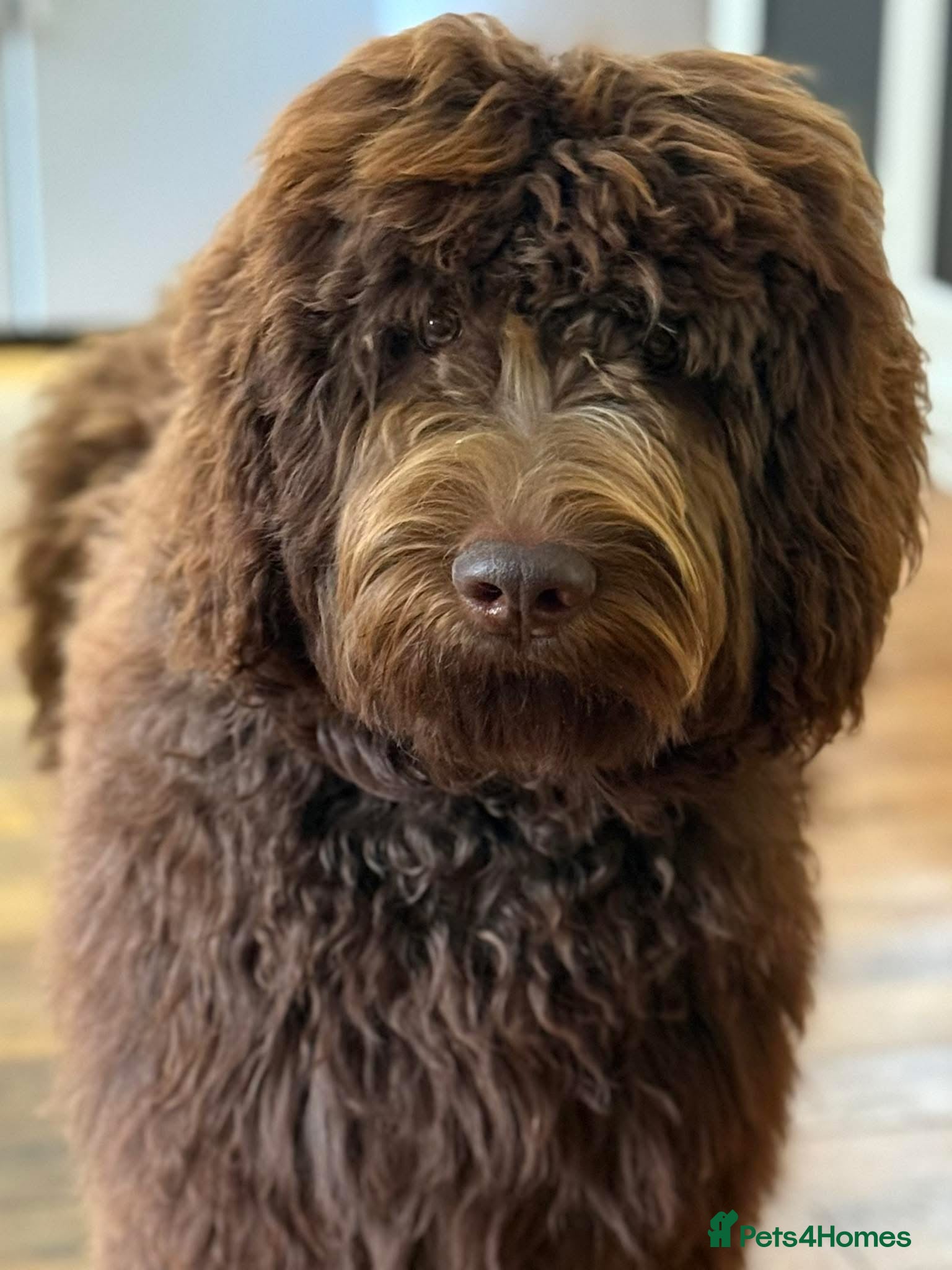 Goldendoodle dogs Quality Standard Multigenerational Puppies 🐾🐾🐾 - Advert 4