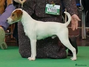 Parson Russell dogs Exceptional litter of Parson Russell Terrier Pups  - Advert 1