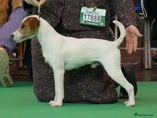 Parson Russell dogs Exceptional litter of Parson Russell Terrier Pups - Advert 1