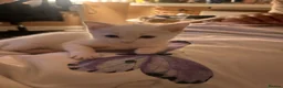 Mixed Breed cats for sale: Male kittens need new homes  - Advert 3