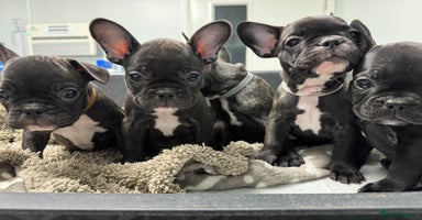 French Bulldog dogs French puppies  - Advert 10
