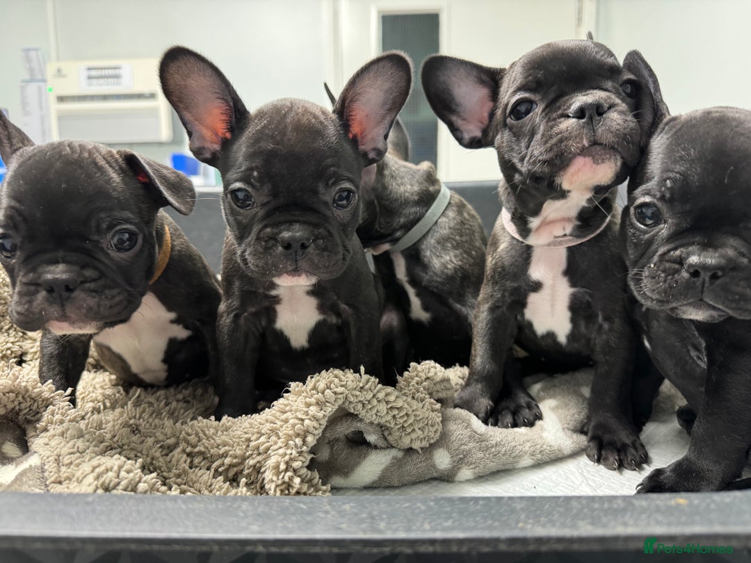 French Bulldog dogs for sale: French puppies  - Advert 11