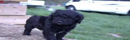 Labradoodle dogs for sale: Stunning F1b Standard Labradoodles Unique Parti - Advert 9
