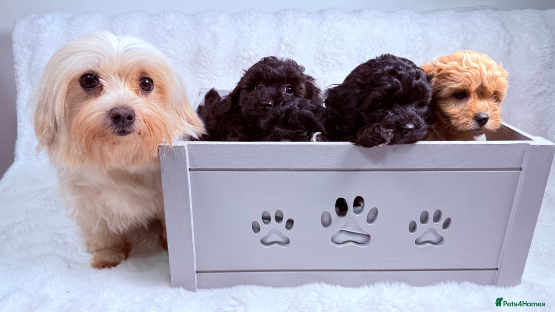 Maltipoo dogs for sale: ✨ Adorable Maltipoo Puppies Ready for New Homes ✨ - Image 10