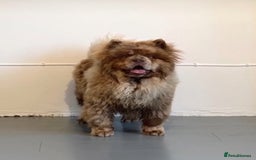 Mixed Breed dogs for sale: Beautiful Platinum female chowsky puppy for sale - Advert 5