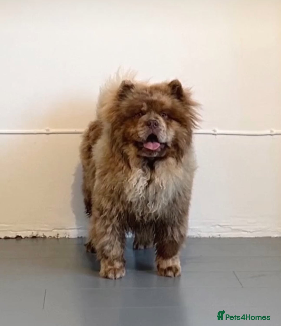 Mixed Breed dogs for sale: Beautiful Platinum female chowsky puppy for sale - Advert 5