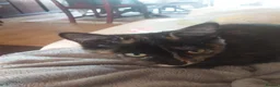 Mixed Breed cats for sale: Beautiful kittens  in Woking - Advert 2