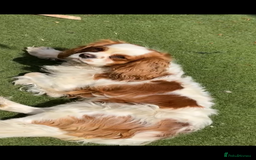 Cavalier King Charles Spaniel dogs for sale: Beautiful Kc Cavalier king charles  - Image 5