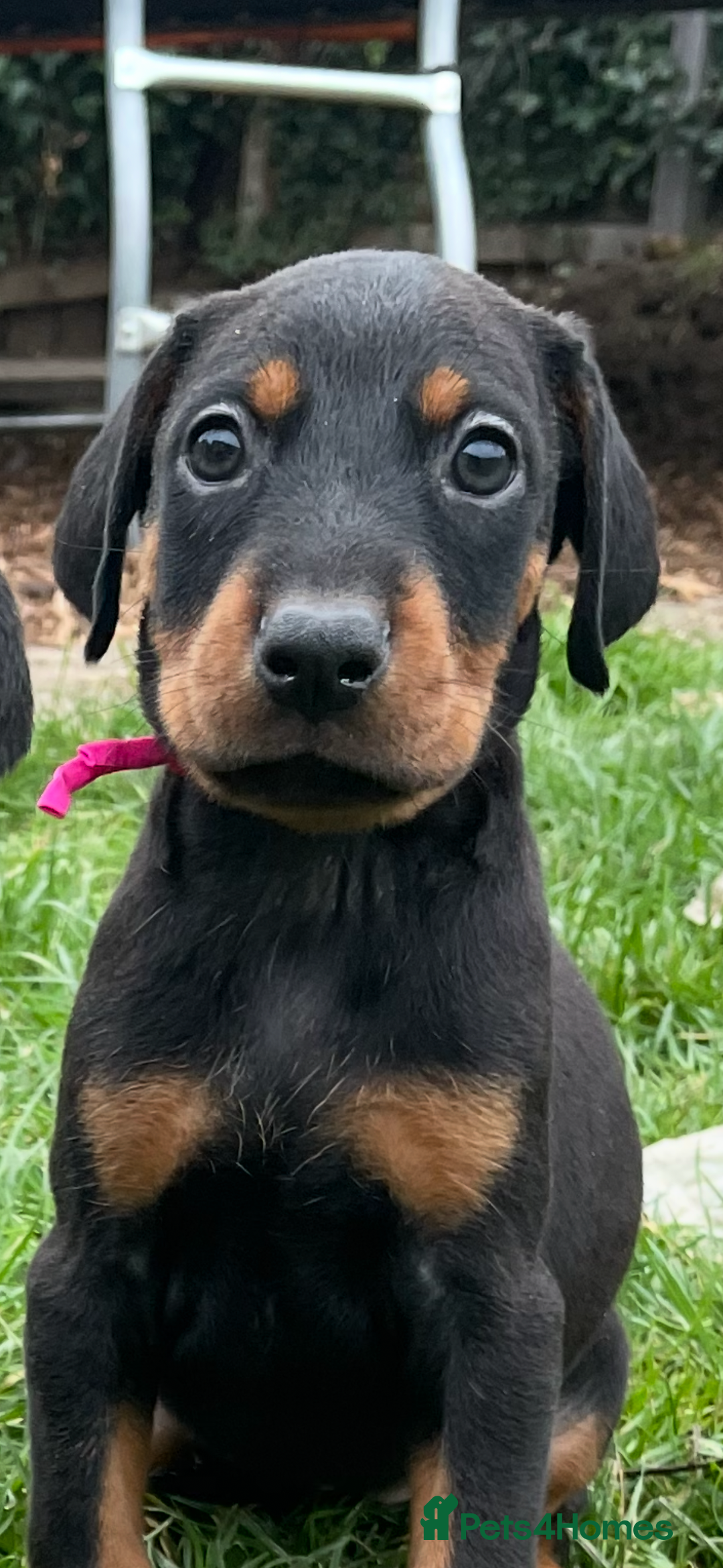 Dobermann dogs for sale: Doberman pups - Advert 27
