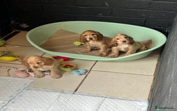 Cocker Spaniel dogs for sale: LAST 3 GIRLS ⭐️⭐️⭐️⭐️⭐️CH BLOODLINES  - Image 20