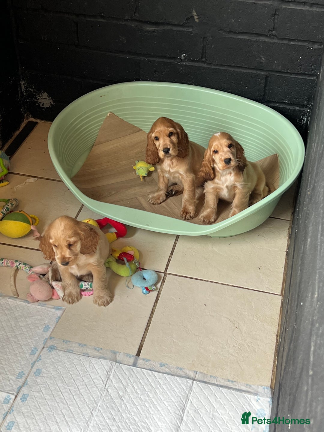 Cocker Spaniel dogs for sale: LAST 3 GIRLS ⭐️⭐️⭐️⭐️⭐️CH BLOODLINES  - Image 20
