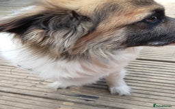 Mixed Breed dogs for sale: Hi selling my male chi,jackrusell in Stevenage - Image 3