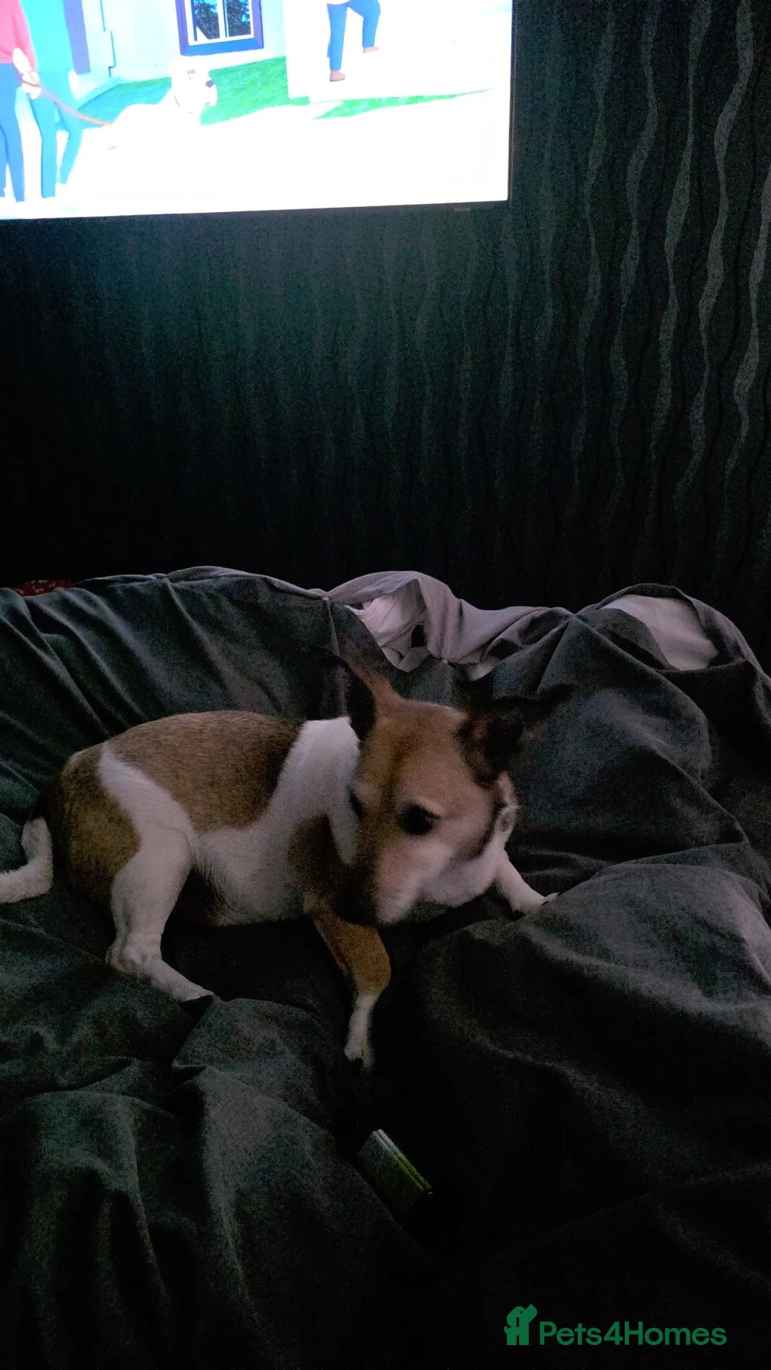 Jack Russell dogs for sale: Scooby - Advert 2