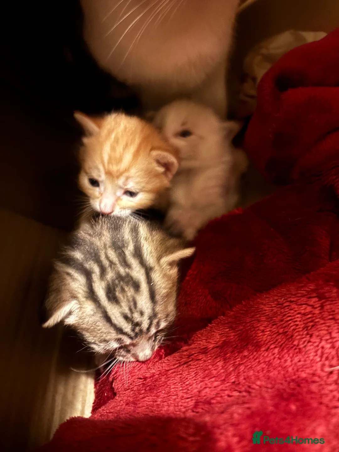 Domestic Shorthair cats for sale: Kittens for Sale - Advert 4