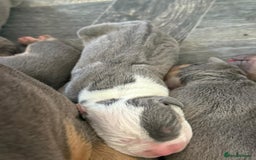 Staffordshire Bull Terrier dogs for sale: Blue tri Staffordshire bull terrier pups for sale  - Image 11