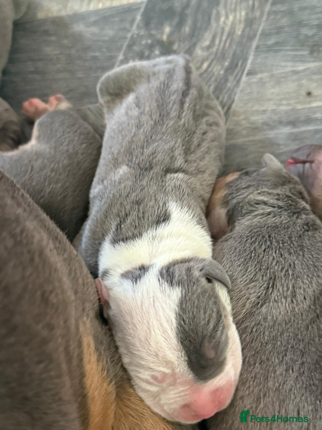 Staffordshire Bull Terrier dogs for sale: Blue tri Staffordshire bull terrier pups for sale  - Image 11