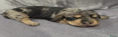 Doxiepoo 2