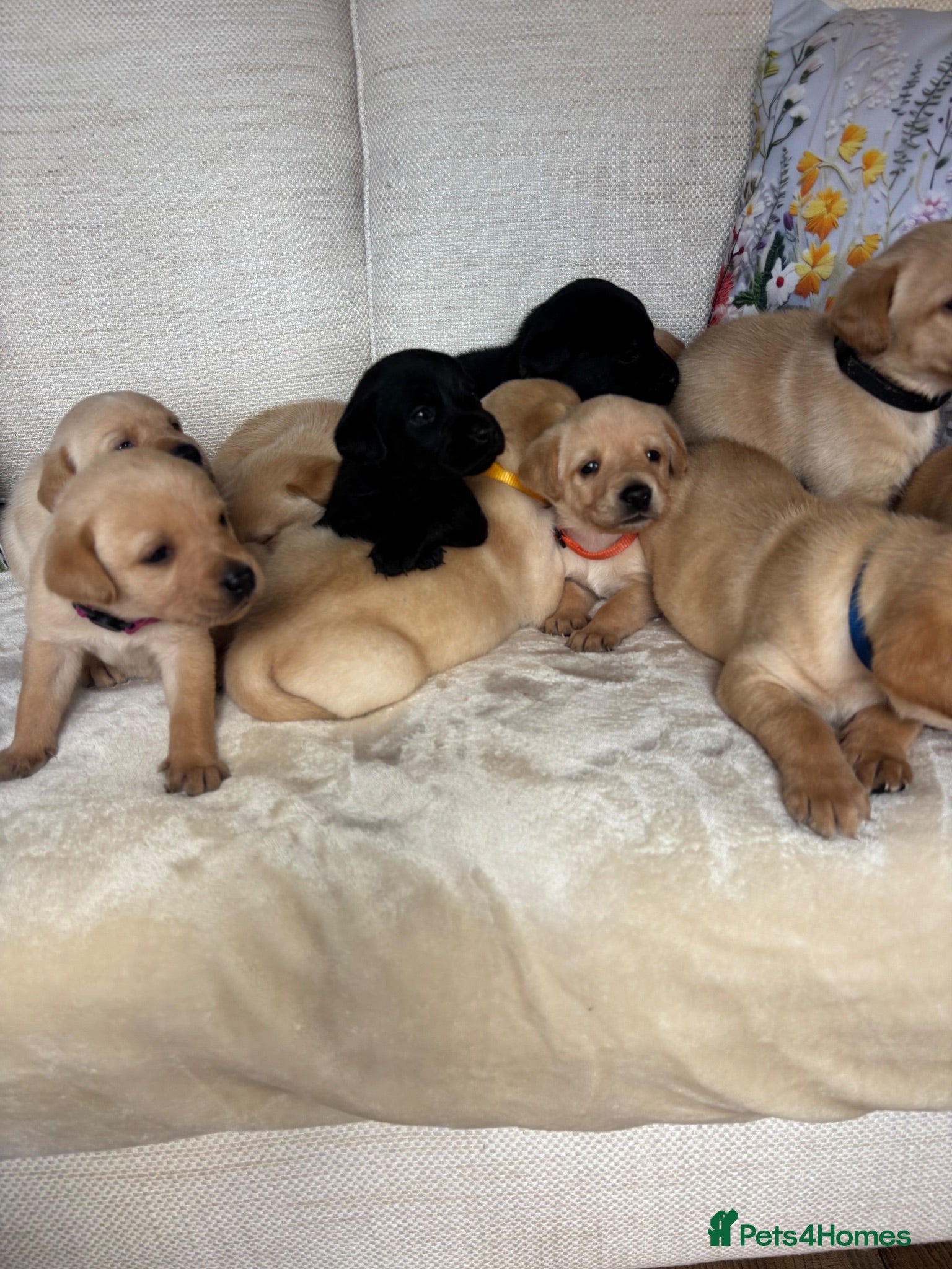 Labrador Retriever dogs DNA tested KC reg Labrador puppies - Advert 2