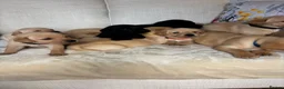 Labrador Retriever dogs for sale: DNA tested KC reg Labrador puppies - Advert 9