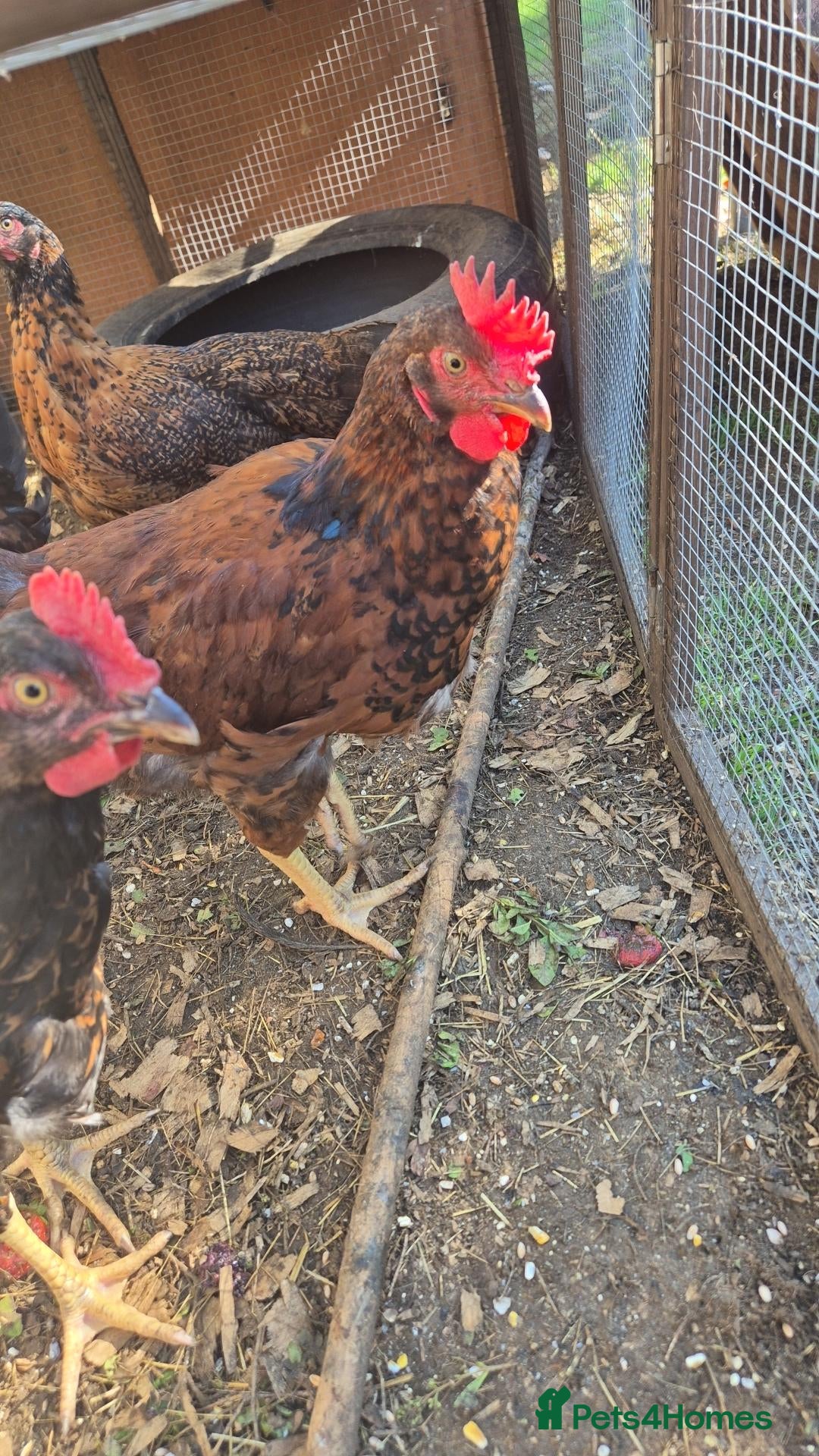 Chickens poultry Young roos barnevelder mix - Advert 4
