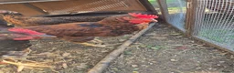 Chickens poultry for sale: Young roos barnevelder mix in Stamford - Advert 1
