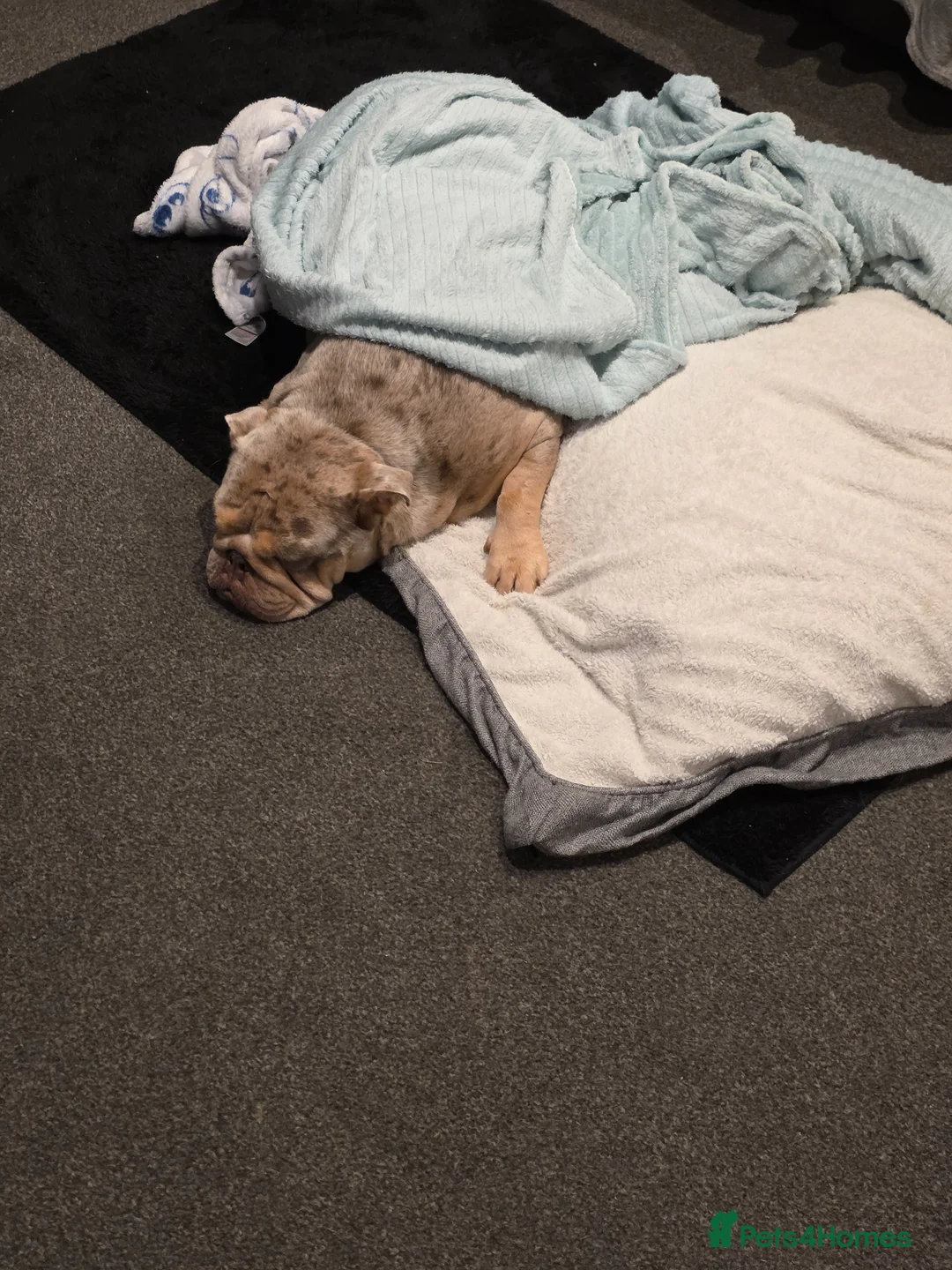 English Bulldog dogs for sale: Kc reg puppies  - Advert 2