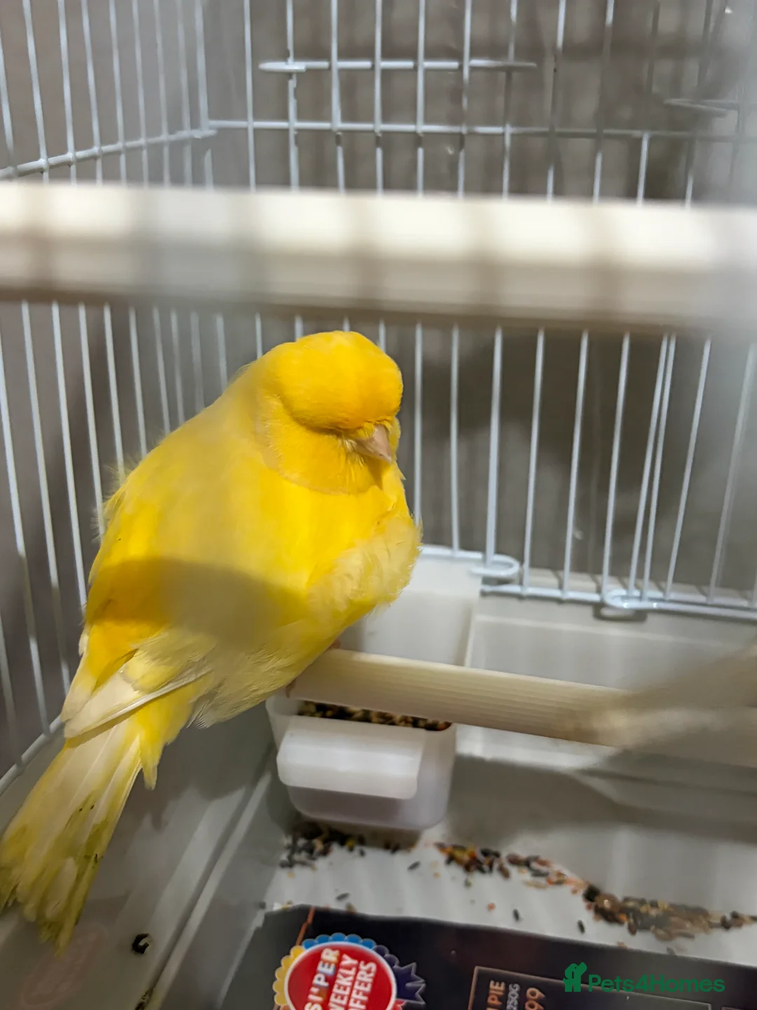 Canaries birds for sale: Mix selection of canaries Norwich/Border  - Advert 18