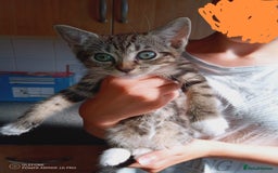 Mixed Breed cats for sale: 3 kittens, 9 weeks old, 1 male, 2 females - Image 5